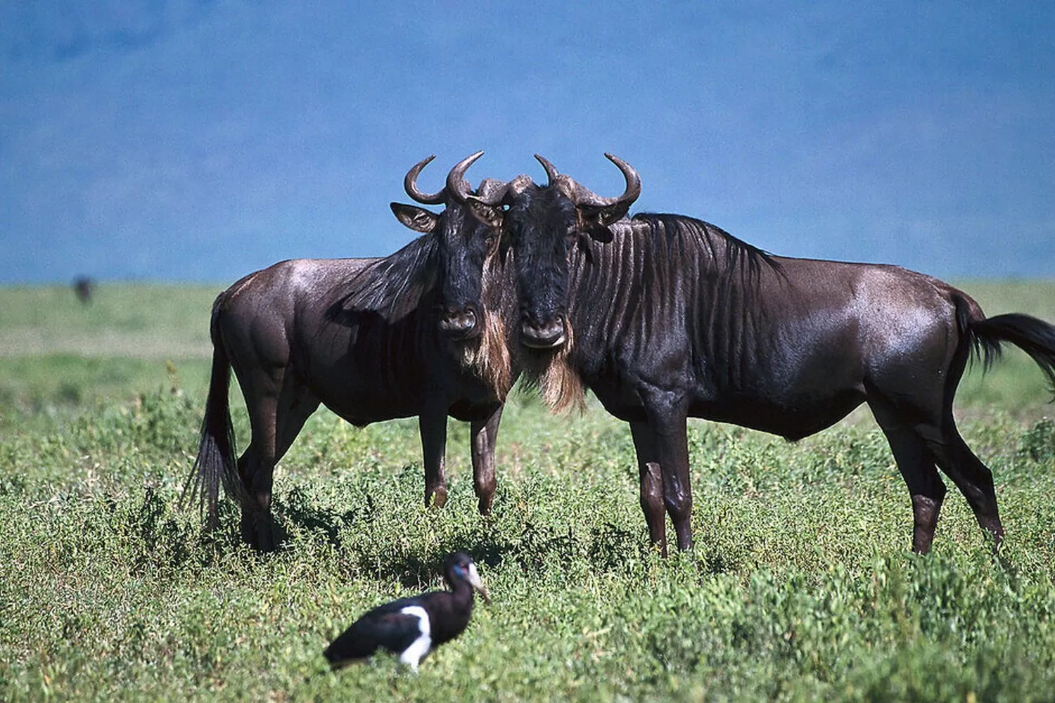 Serengeti plains in Tanzania