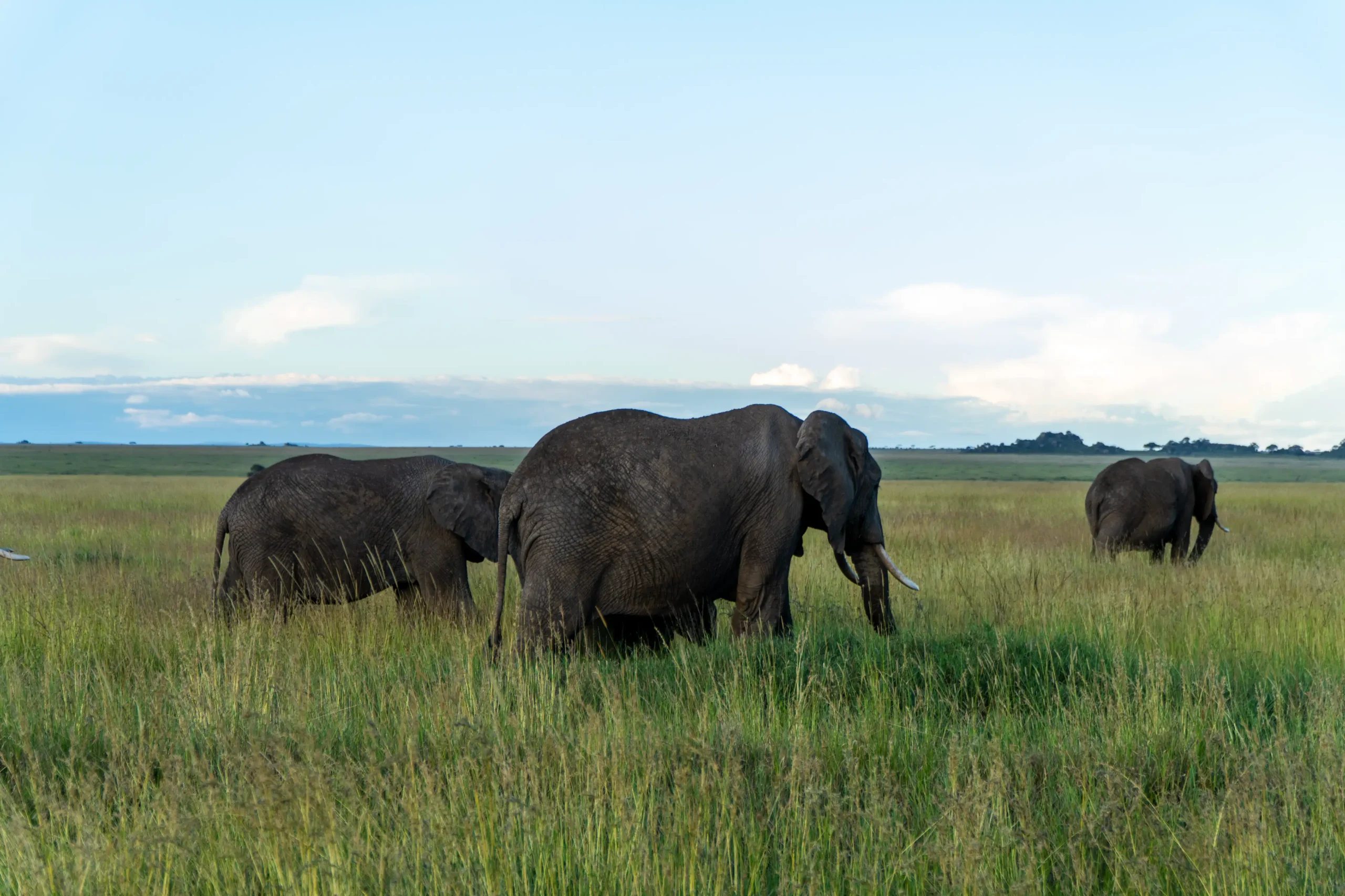 Quiet game drive with fewer vehicles in Tarangire