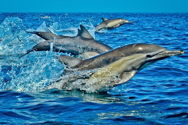 Dolphin Tour — Kizimkazi Boat Excursion