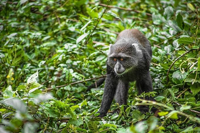 Blue monkey spotted on the Marangu Route