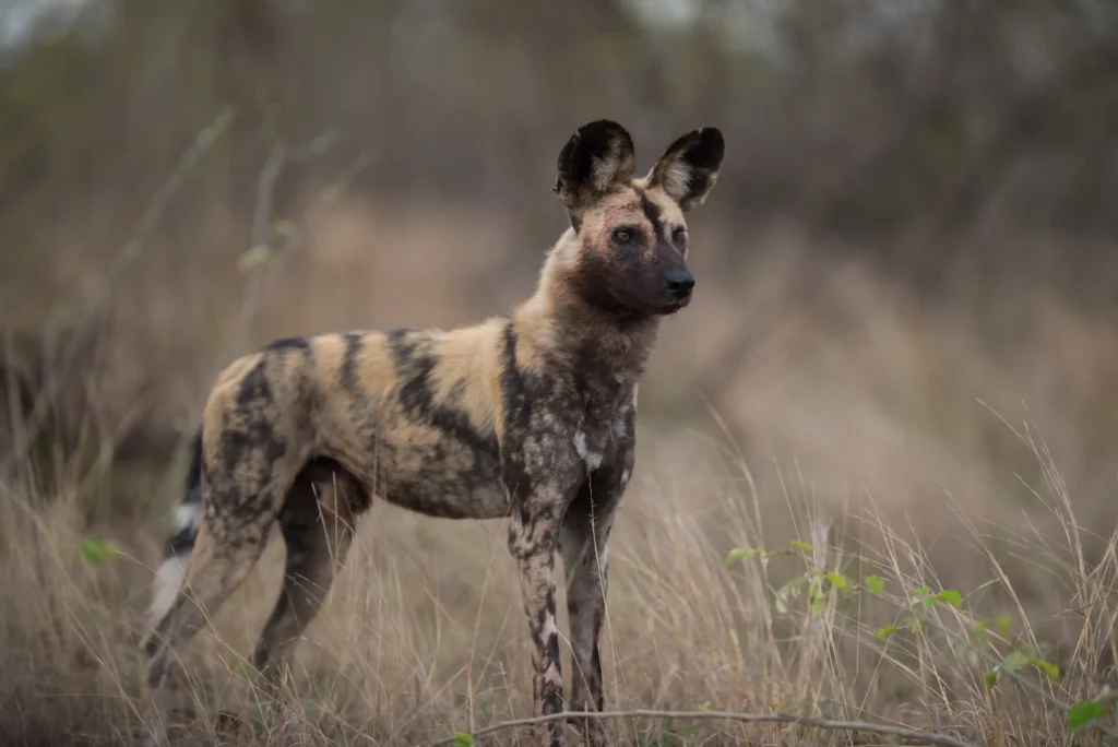 12-Day Tanzania Safari