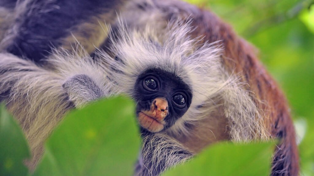 Jozani Forest Tour — Red Colobus Monkeys & Mangroves