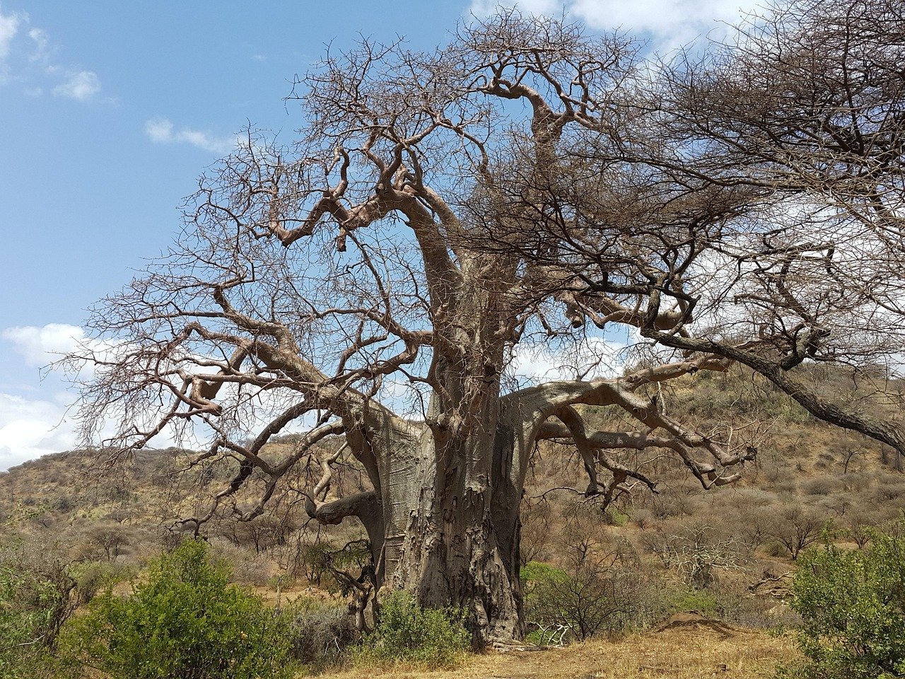 Ancient baobab tree in Tarangire National Park