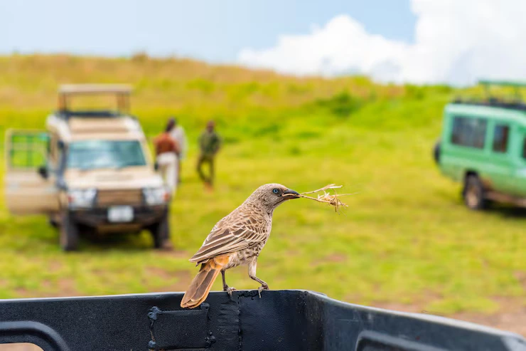 Tanzania Safari Itinerary