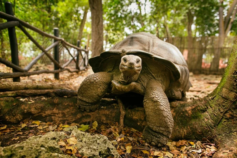Prison Island Tour — Giant Tortoises & Snorkeling