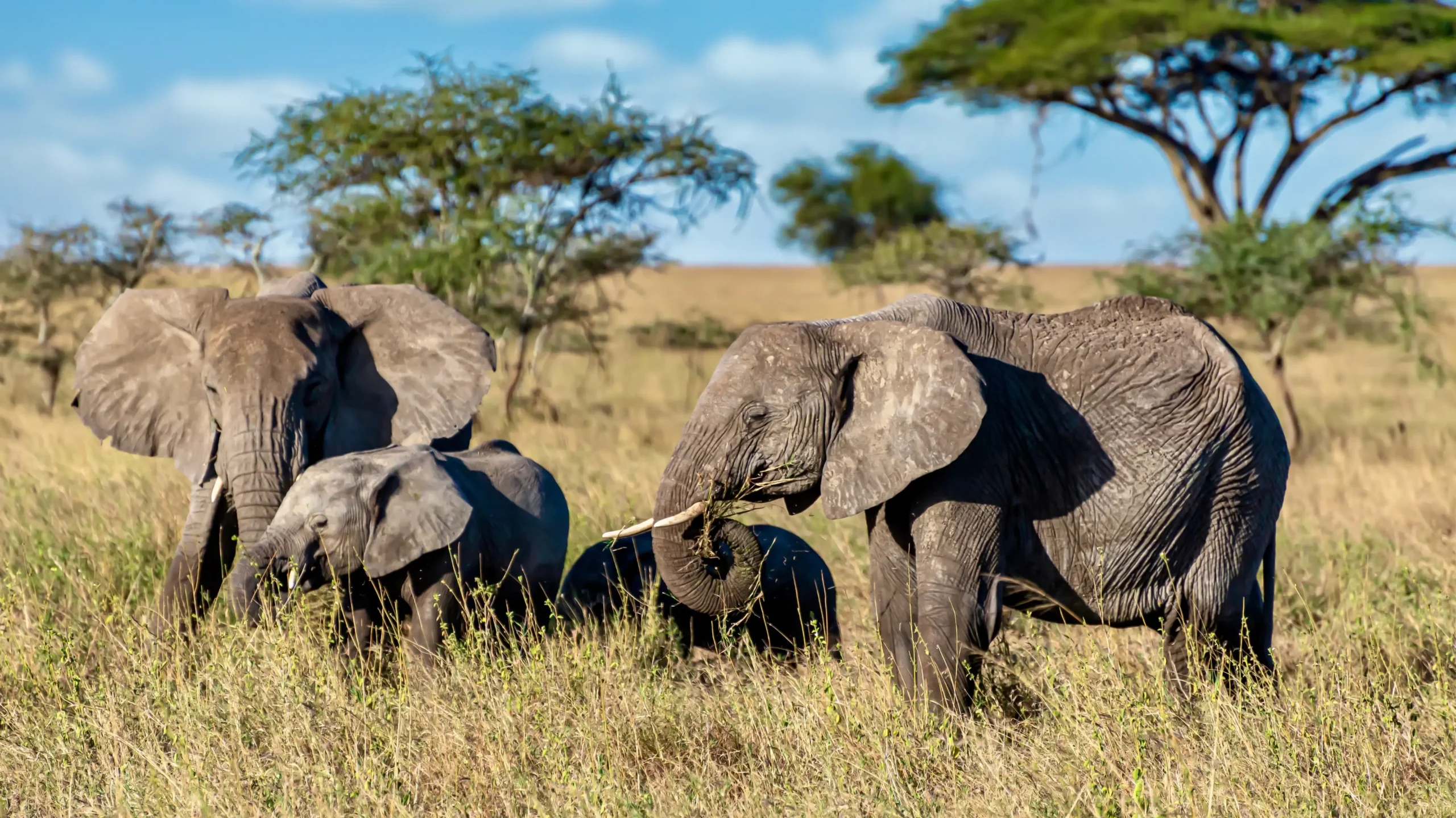 Elephant herd at Tarangire National Park